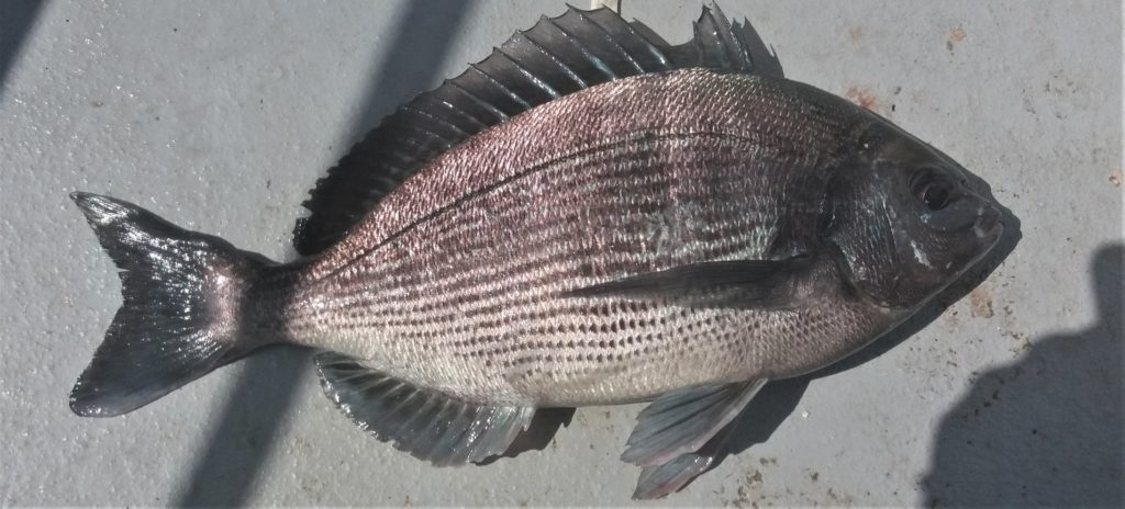 Black Bream 3lbs caught Anglers Edge Fishing Charter