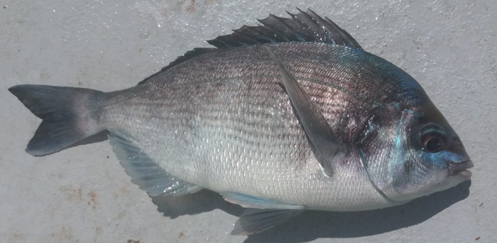 Black Bream 3lbs caught Anglers Edge Fishing Charter